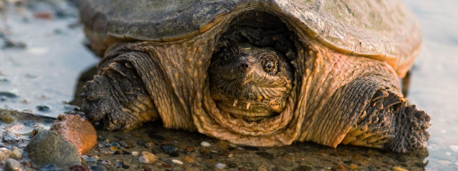Handle with Care Snapping Turtles! Go Finger Lakes