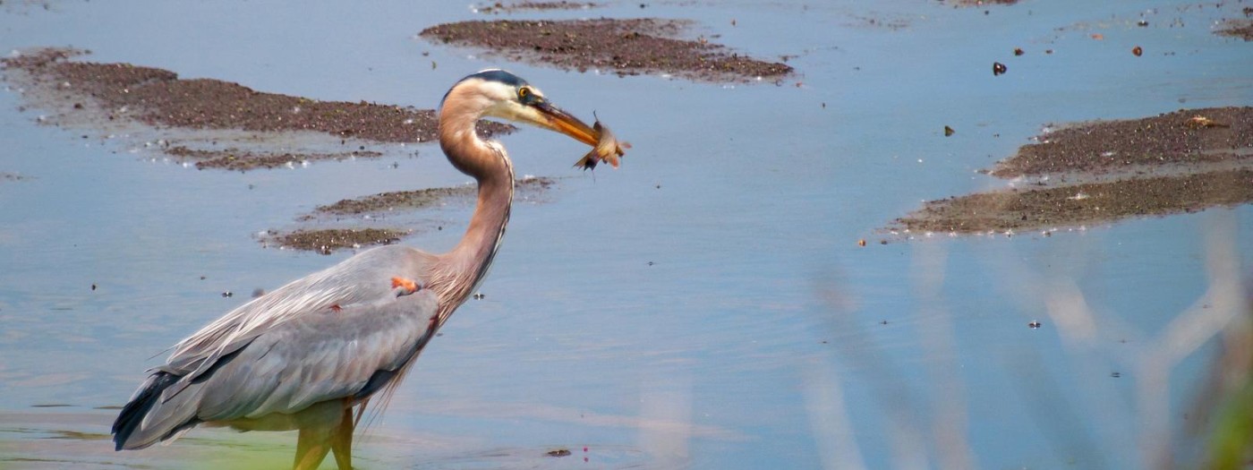 Montezuma National Wildlife Refuge