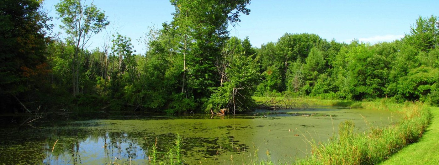 Finger Lakes National Forest