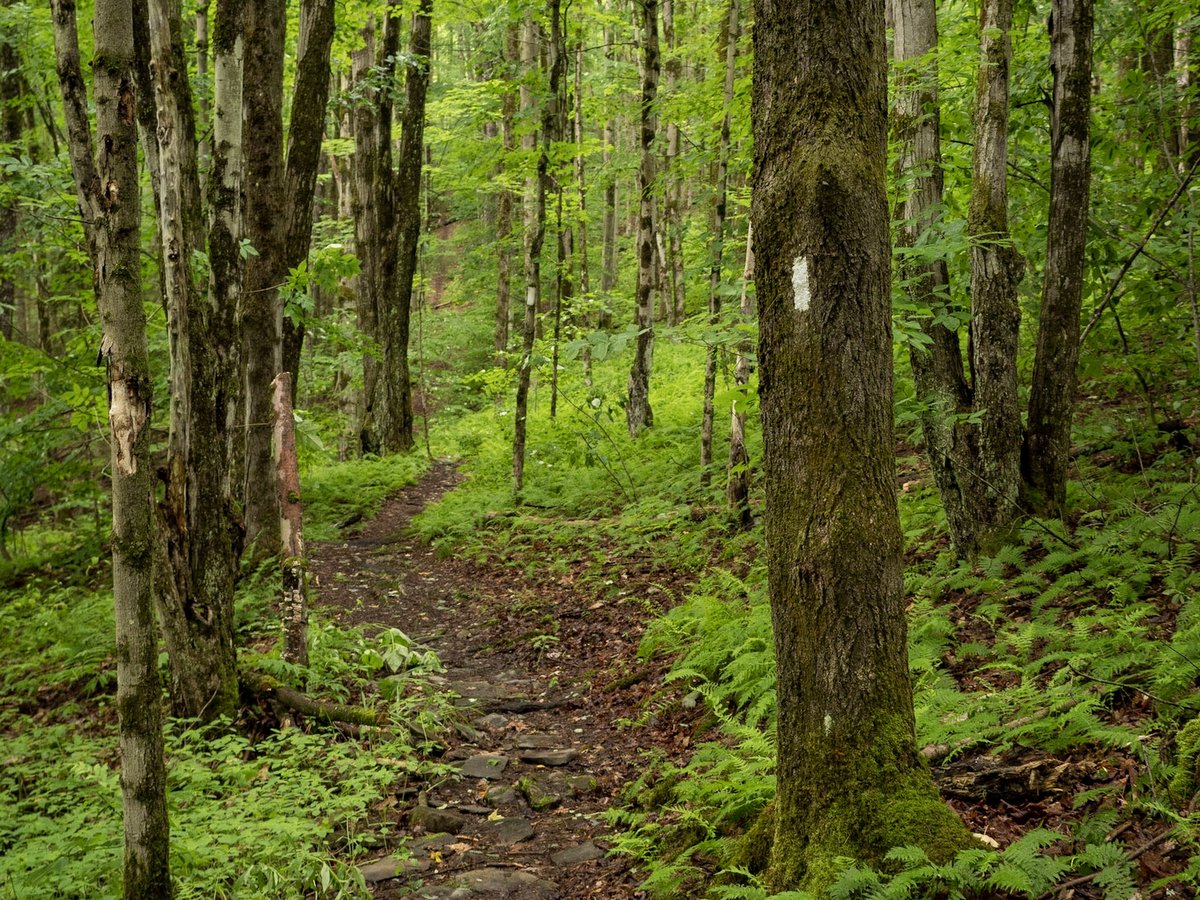 A trail through the woods