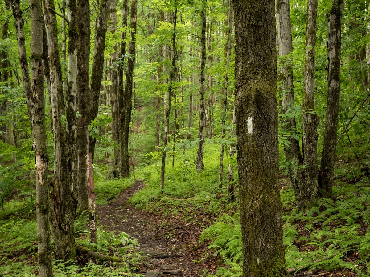 A trail through the woods