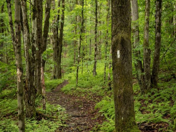 A trail though the woods