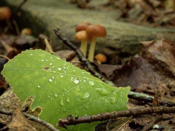 The forest floor showing leaves and mushrooms