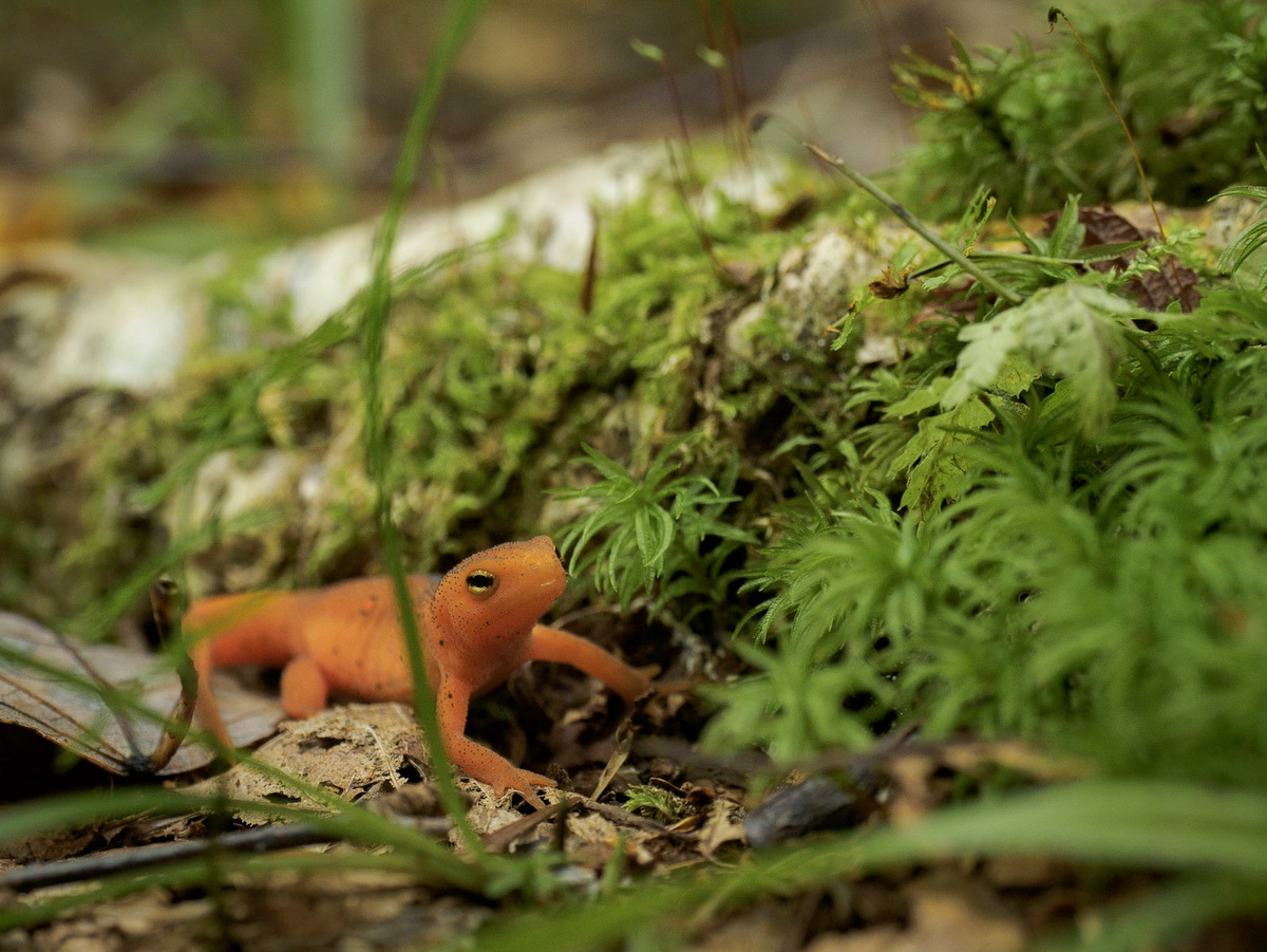 A red newt