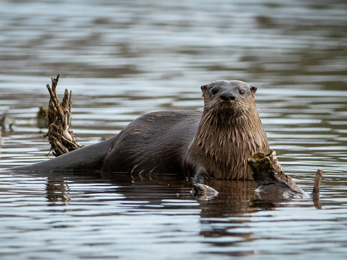 A river otter 