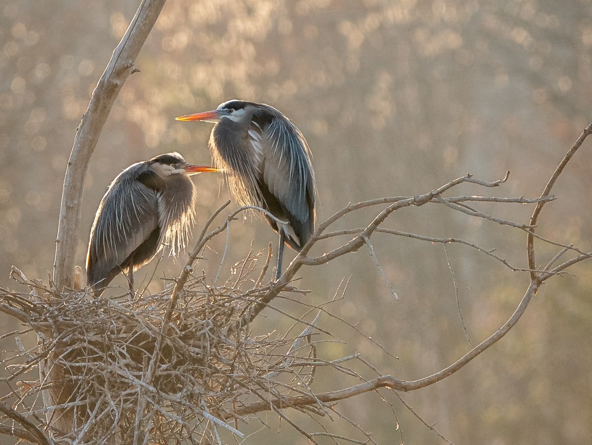 Two Great Blue Herons in a nest