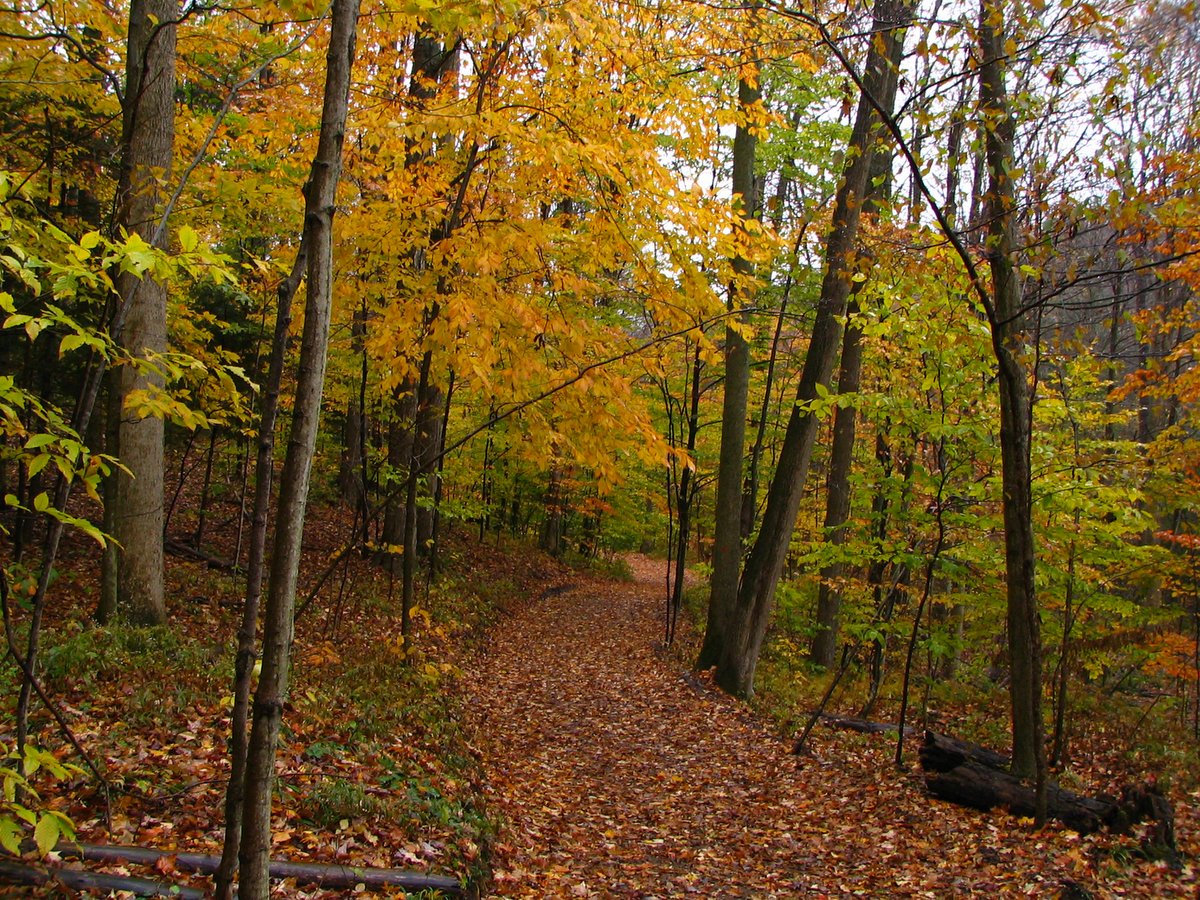 A leafy trail in the woods