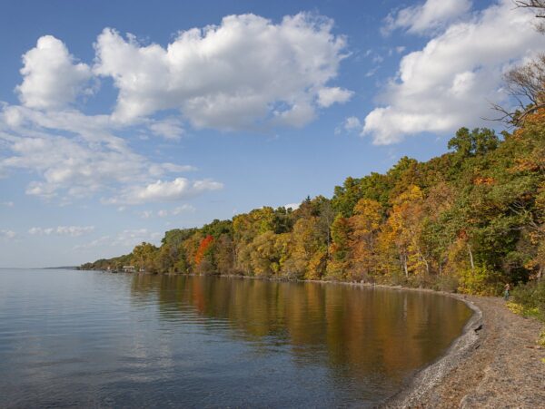 A forested lakeshore