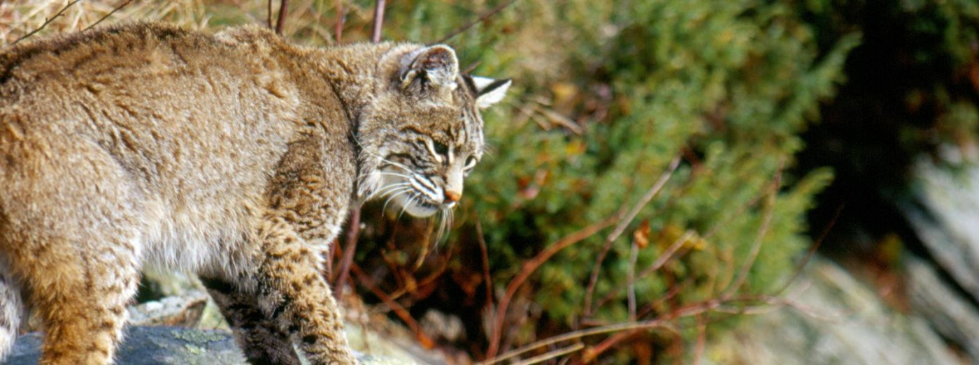 The Surprisingly Common Bobcat – Go Finger Lakes