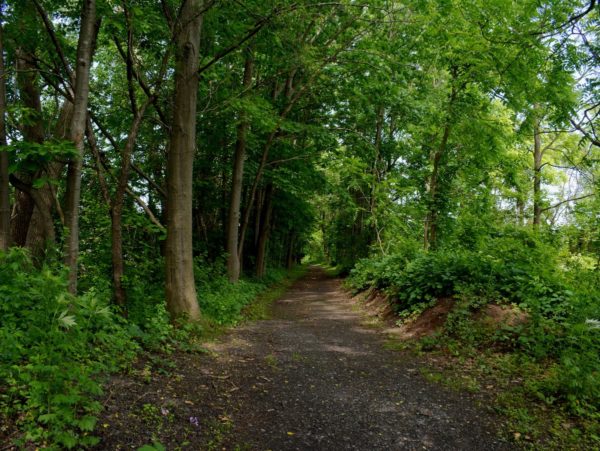 A dirt trail