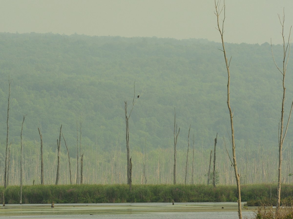 A marshland with green hills in the background