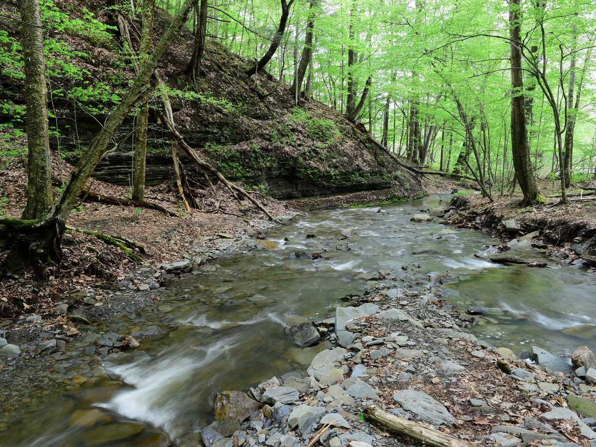 A rocky creek in the woods