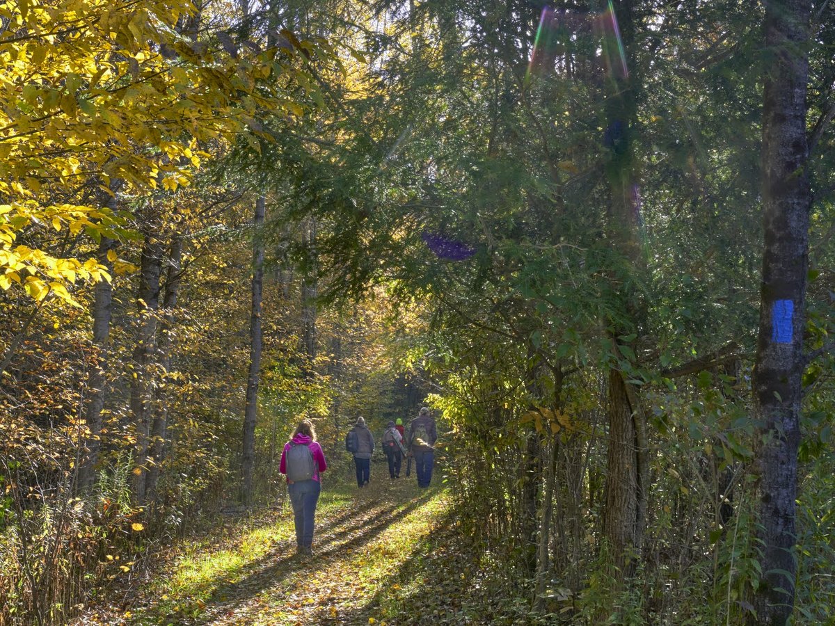 People walking on a trail in the woods