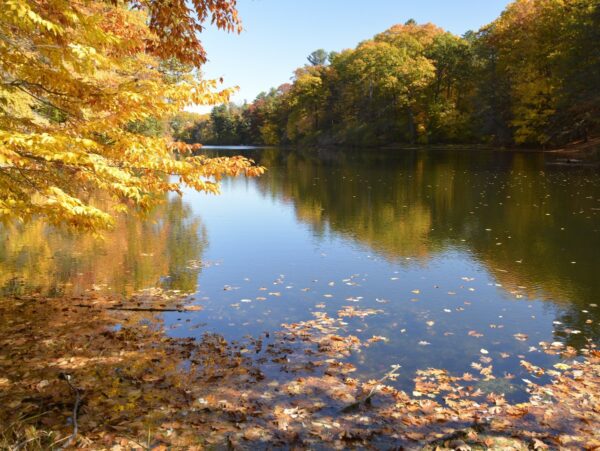 A lake surrounded by trees with fall colors