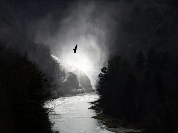 A black and white image of a river with a large black bird soaring over head