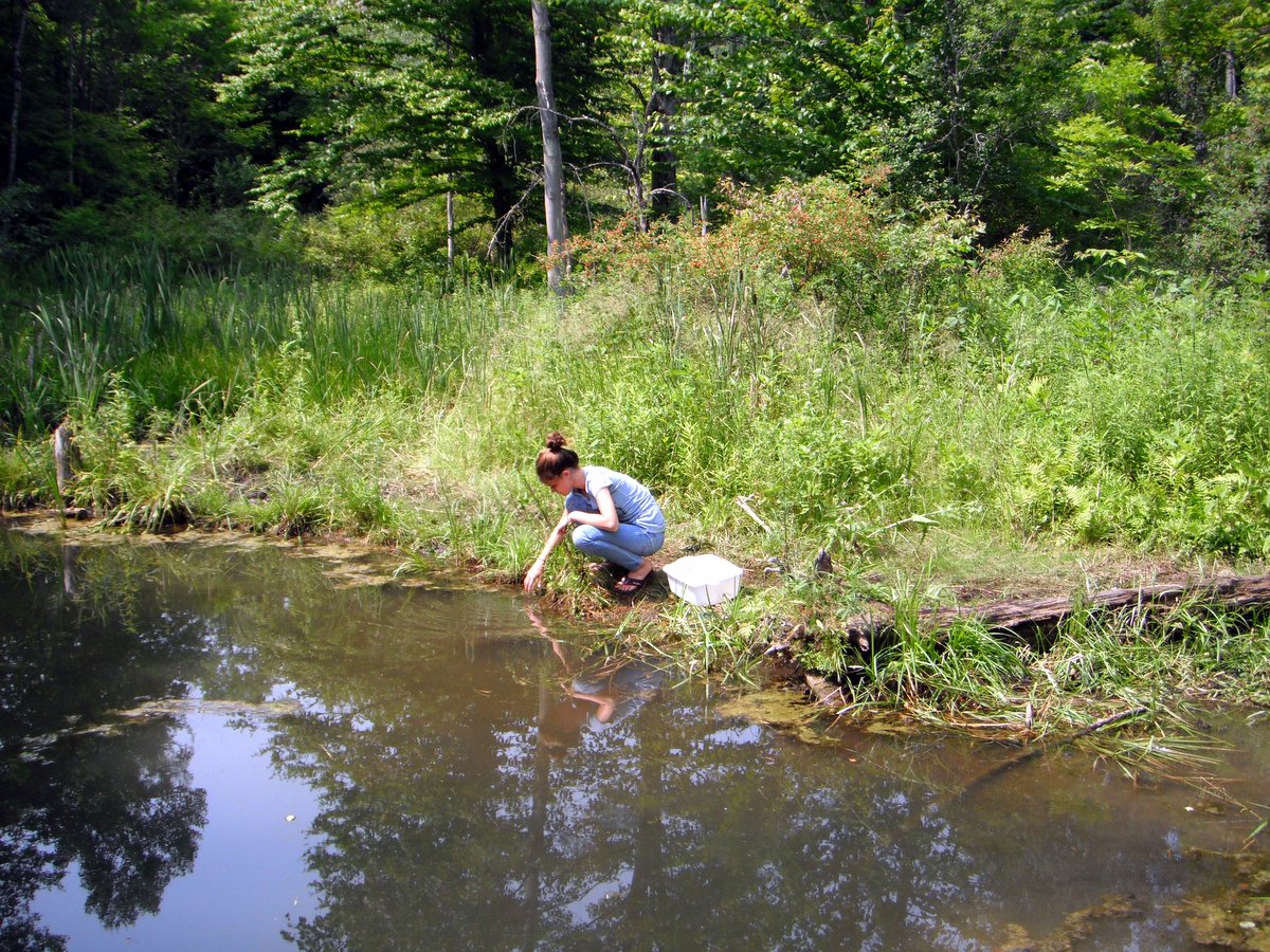 A person studying a pond