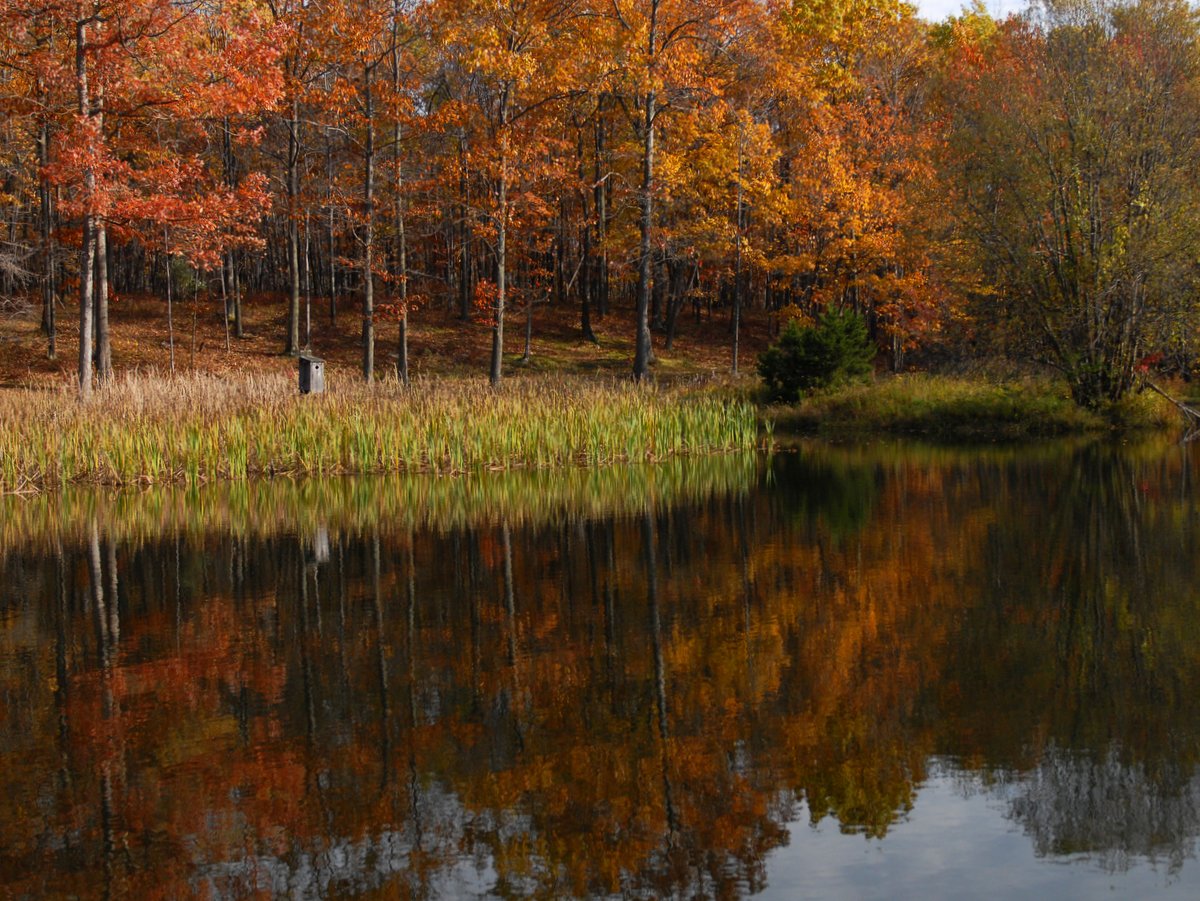 A pond bordered by trees with autumn colors