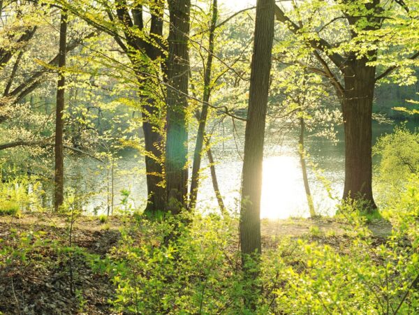 Trees on the shore of a lake in spring