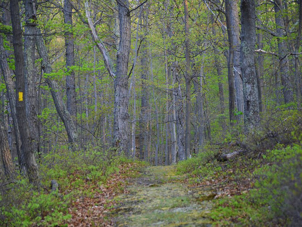 A moss-covered trail in the woods