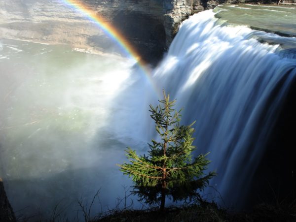 A large waterfall and rainbow with a small pine tree in the foreground