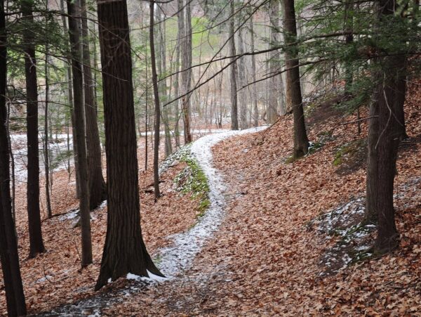 A light dusting of snow on a trail in the woods