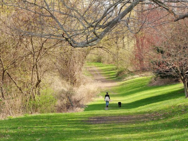 A person walking a dog on a wide grassy path