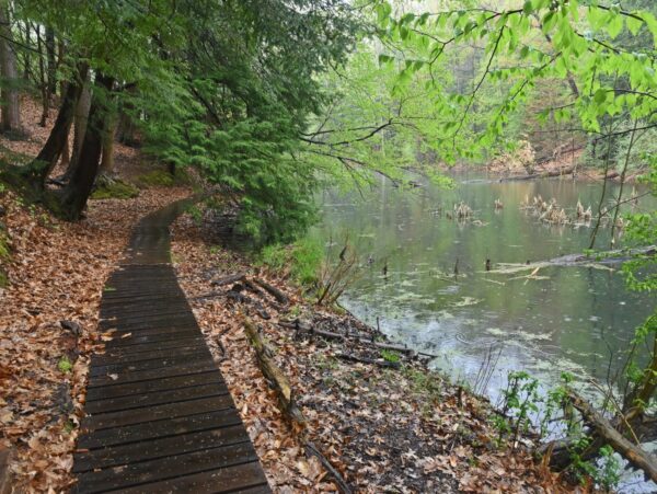 A wooden walkway bordering a lake