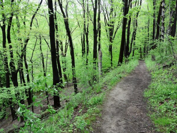 A trail through the woods