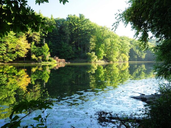 A sunlit lake surrounded by green vegetation