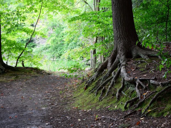 A trail and large tree with exposed roots