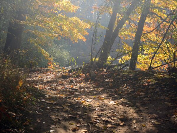 A sun-dappled path through the woods in a misty fall setting