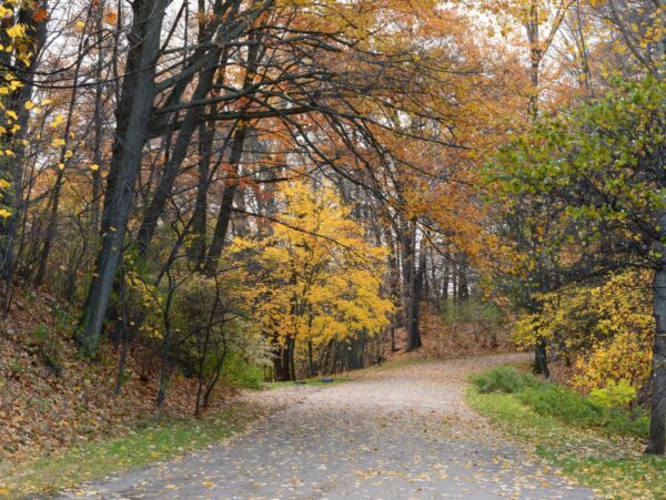 A road through a park in fall