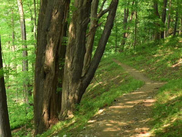 A sun-dappled path through the woods