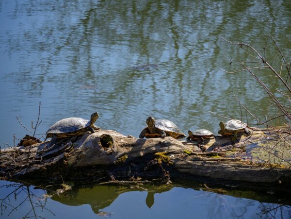 A family of turtles on a log sticking out of the water