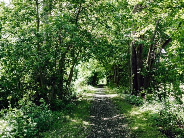 A wooded path