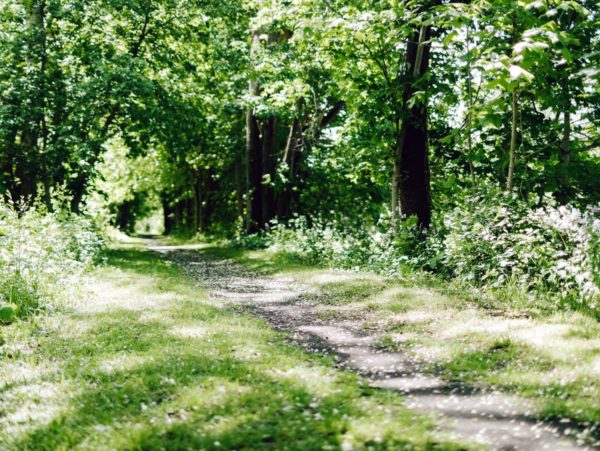 A wooded trail