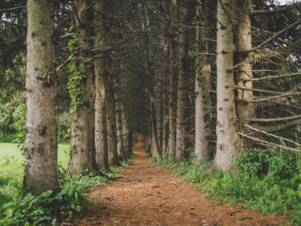 A tree-lined trail