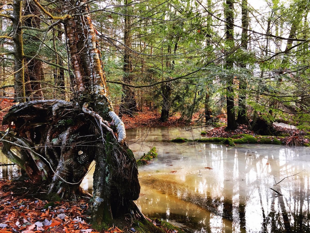 A wetland area