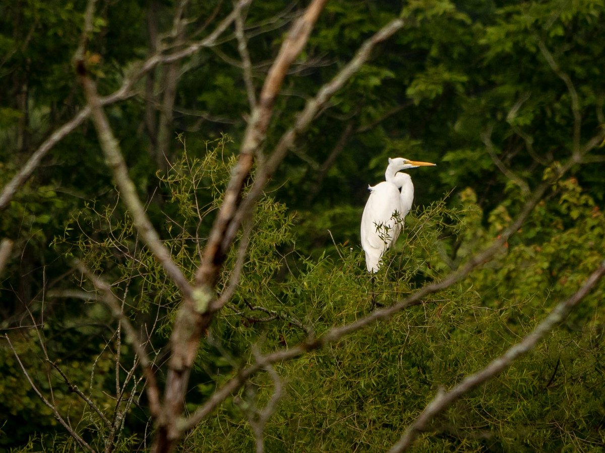 An egret sitting in a tree