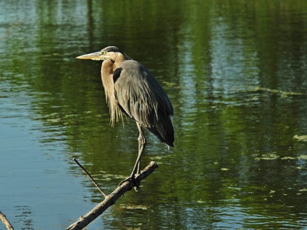 A Great Blue Heron