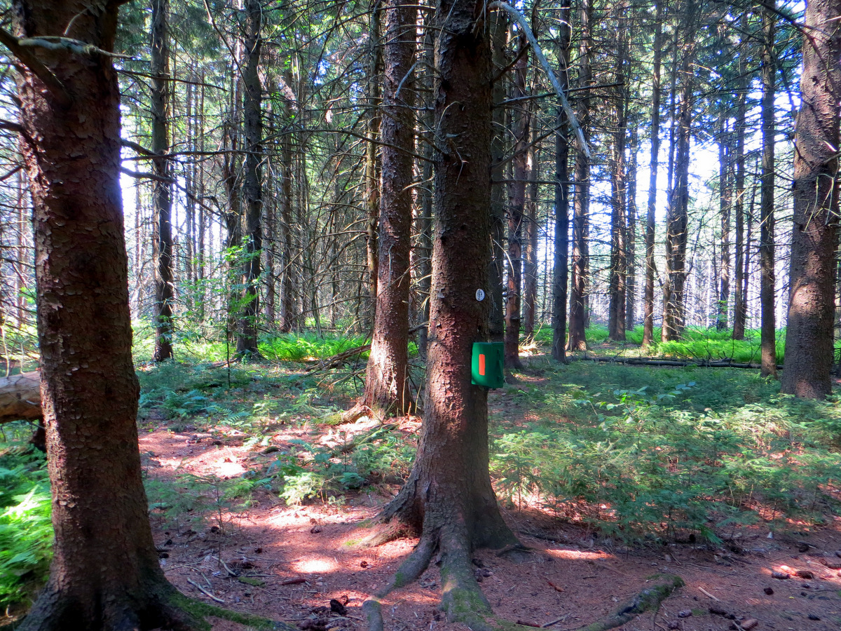 A wooded trail