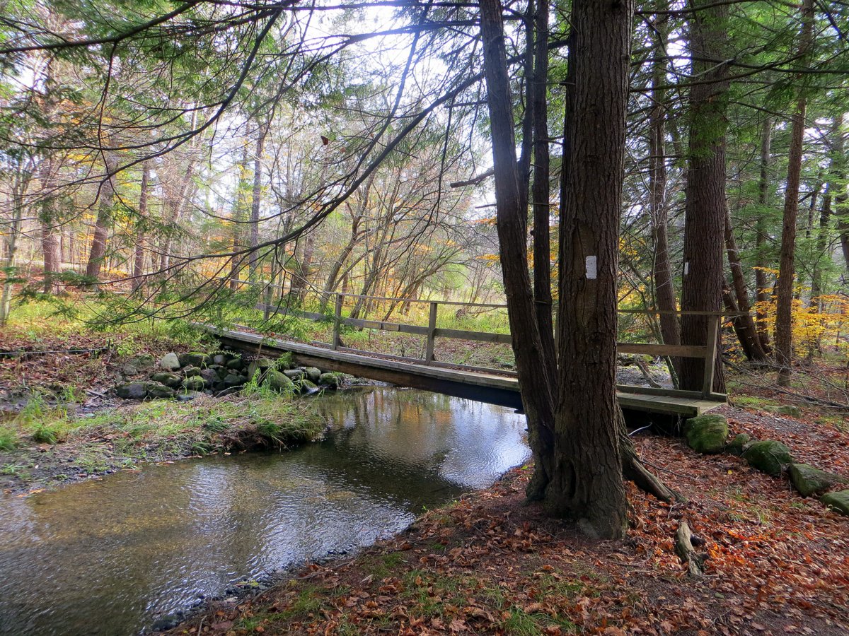 A wooden footbridge over a creek in the forest