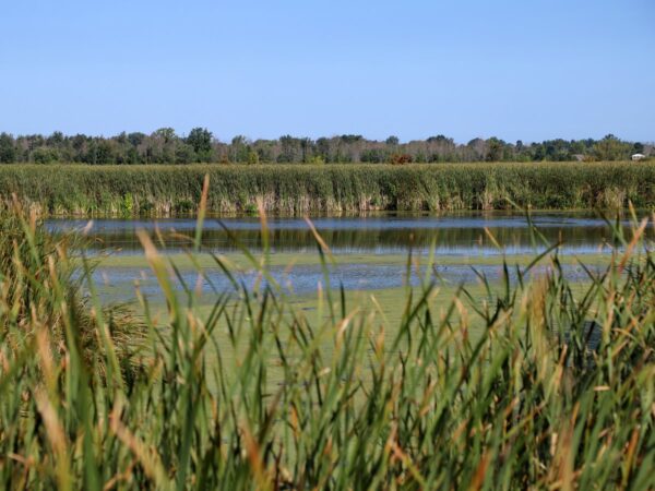 A wetland area surrounded by tall grass