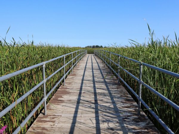A footbridge bordered by tall grass