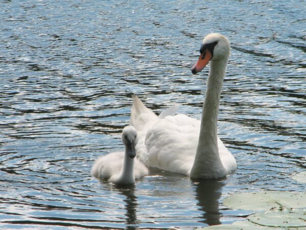 A Mute Swan and cygnet
