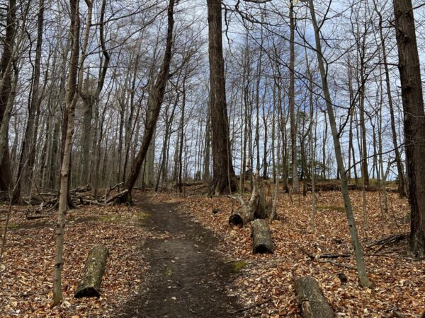 A trail through a wooded area