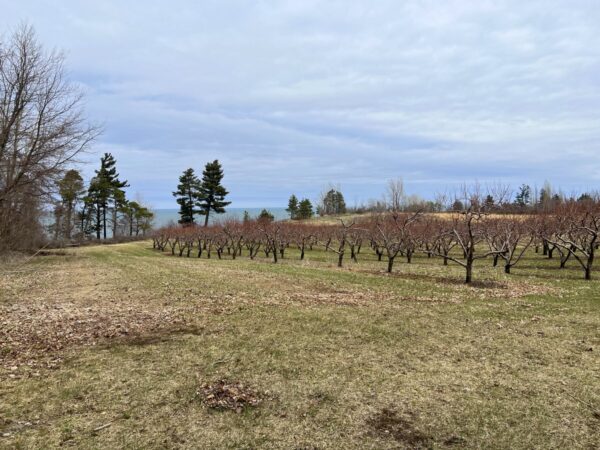 An orchard overlooking a lake