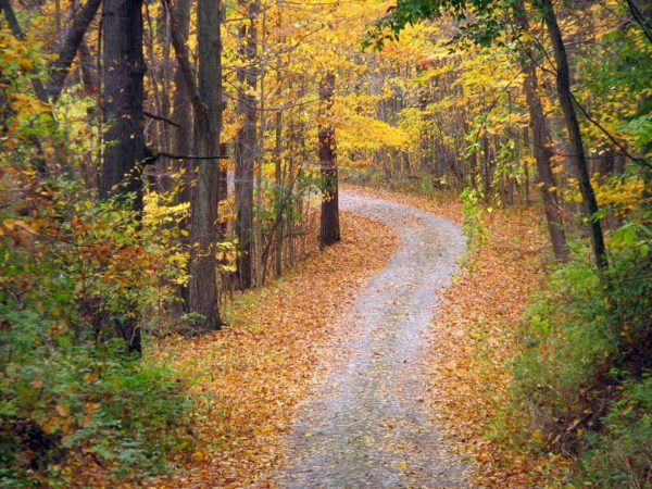 A stone dust path in autumn