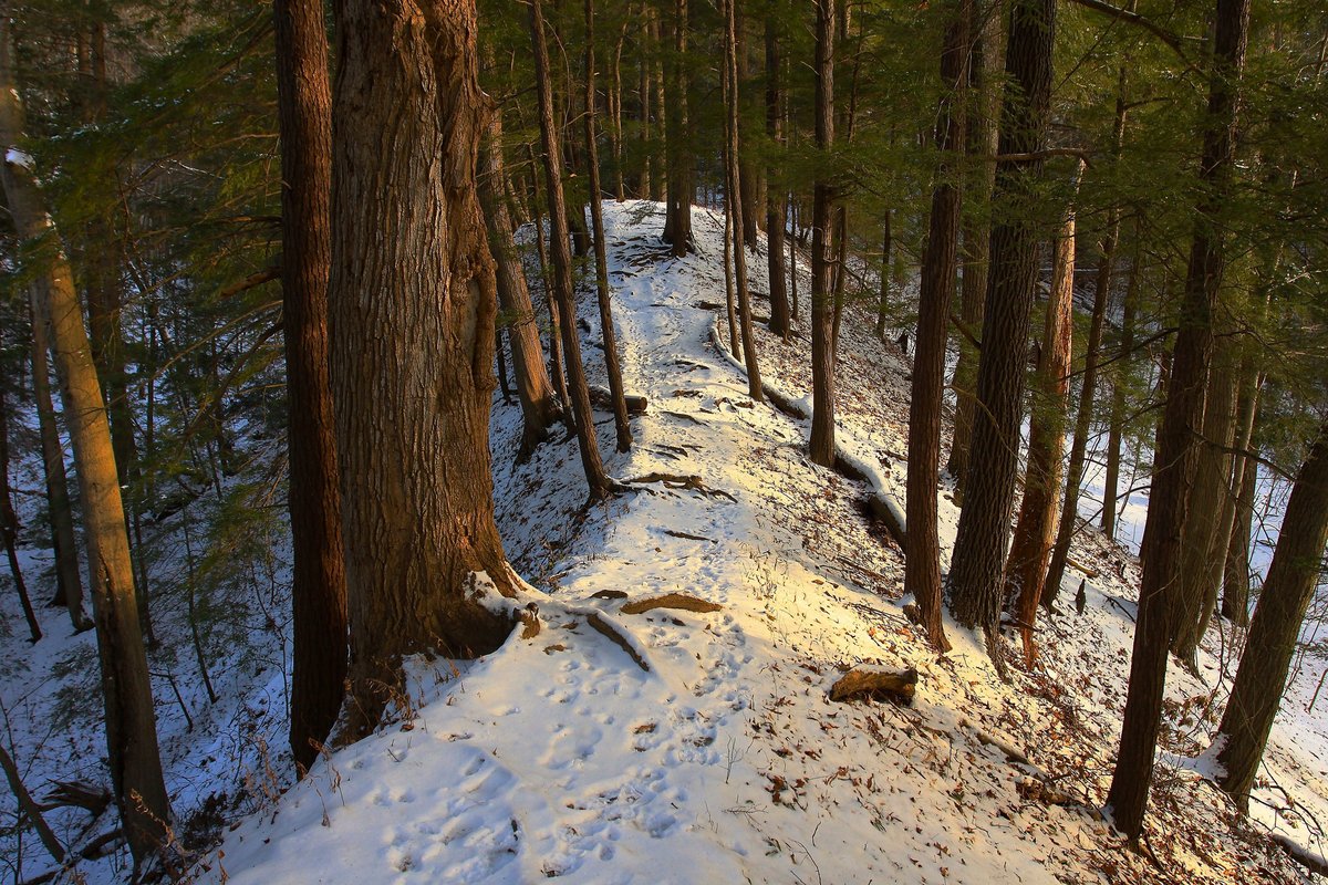 A snow covered trail in the woods