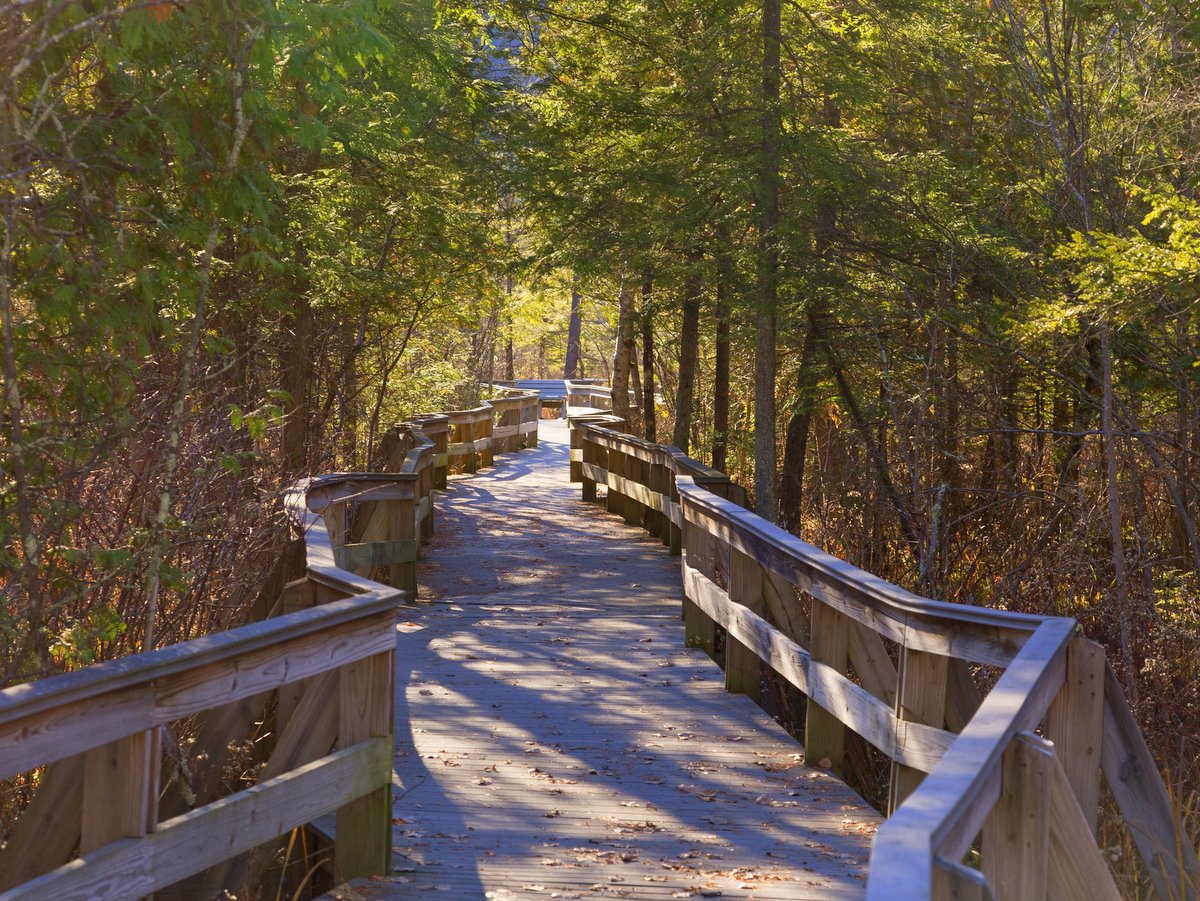 A wooden boardwalk flanked by evergreen trees